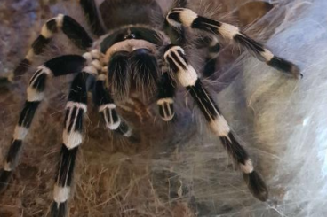 Vogelspinnen kaufen und verkaufen Foto: looking for male Acanthoscurria geniculata to pair with my female