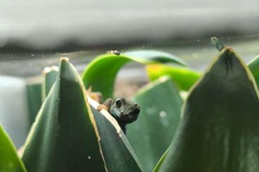 Geckos kaufen und verkaufen Photo: Lygodactylus Williamsi zur Abgabe Geckos kaufen und verkaufen Photo: Lygodactylus Williamsi zur Abgabe