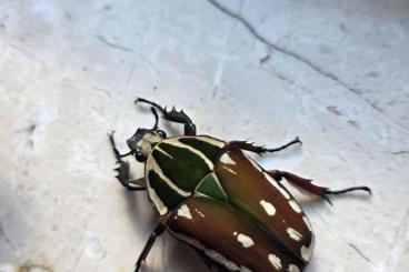Insekten kaufen und verkaufen Photo: Käfer Pachnoda marginata aurantia / MTU Paare Insekten kaufen und verkaufen Photo: Käfer Pachnoda marginata aurantia / MTU Paare