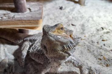 Bearded dragons kaufen und verkaufen Photo: BARTAGAMEN in gute Hände ABZUGEBEN 