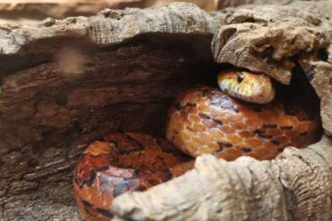 Colubrids kaufen und verkaufen Photo: Kornnattern abzugeben mit einem Terrarium