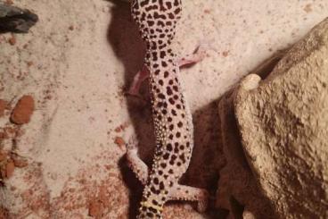 Geckos kaufen und verkaufen Foto: Weiblicher Leopardengecko 