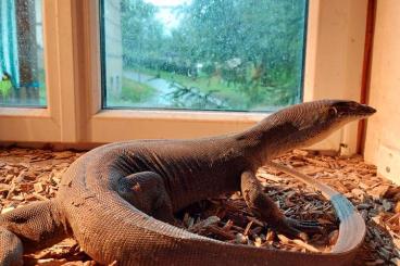 Warane kaufen und verkaufen Foto: Varanus mertensi (wasserwaran) Männchen 