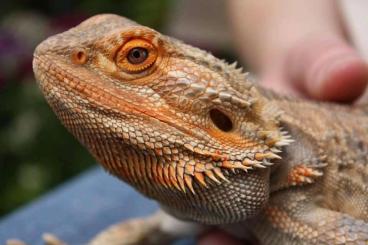 Bearded dragons kaufen und verkaufen Photo: Bartagame (männlich) im Kemptener Raum