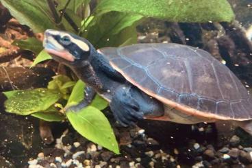 Schildkröten  kaufen und verkaufen Foto: 2 Rotbauchspitzkopf Schildkröten suchen ein liebevolle zuhause