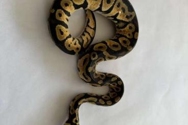 Ball Pythons kaufen und verkaufen Photo: Gelege 2023 Pinstripe Woma