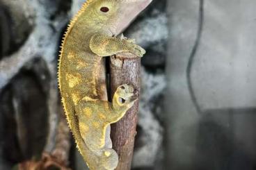 Geckos kaufen und verkaufen Photo: 1.0 Kronengecko Männchen 