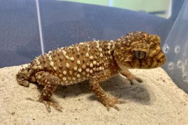 Geckos kaufen und verkaufen Photo: Nephrurus Amyae, Underwoodisaurus milii, Hemidactylus imbricatus