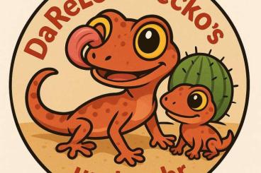 Geckos kaufen und verkaufen Photo: Suche Paroedura - Arten, P. Oviceps, P. Ibityensis und mehr Geckos kaufen und verkaufen Photo: Suche Paroedura - Arten, P. Oviceps, P. Ibityensis und mehr