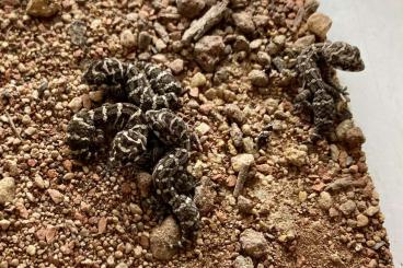 Geckos kaufen und verkaufen Foto: Nephrurus, Diplodactylus, hemidactylus, picta und mehr Geckos kaufen und verkaufen Foto: Nephrurus, Diplodactylus, hemidactylus, picta und mehr