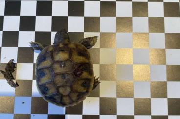 Landschildkröten kaufen und verkaufen Foto: Griechische Landschildkröten