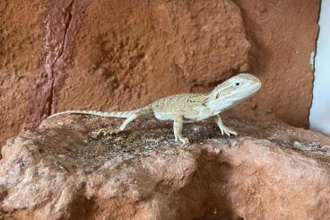 Bearded dragons kaufen und verkaufen Photo: Zwergbartagame abzugeben (inkl. Terrarium plus Zubehör)