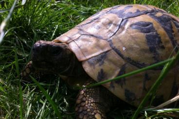 Tortoises kaufen und verkaufen Photo: Griechische Landschildkröten---Nachzuchten 2022