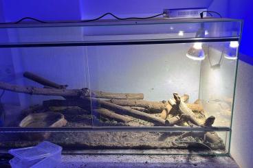 Bearded dragons kaufen und verkaufen Photo: Bartagamen zum verkaufen Bearded dragons kaufen und verkaufen Photo: Bartagamen zum verkaufen