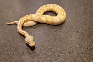 Ball Pythons kaufen und verkaufen Photo: Banana- Super Pastel DNZ aus 2022 1.0