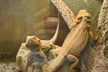 Agama kaufen und verkaufen Photo: Biete Agamen-Pärchen 1,5 Jahre alt mit Terrarium