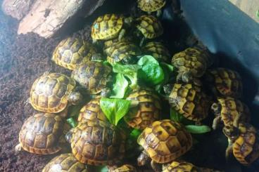 Schildkröten  kaufen und verkaufen Foto: Testudo graeca - želva žlutohnědá