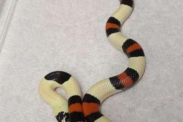 Schlangen kaufen und verkaufen Foto: lampropeltis polyzona ex campbelli sockhead Hamm  