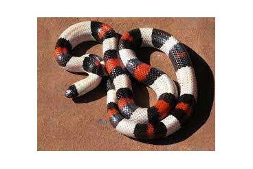 Snakes kaufen und verkaufen Photo: PUEBLAM EX CAMPBELLI SOCK ..sockhead  Hamm  