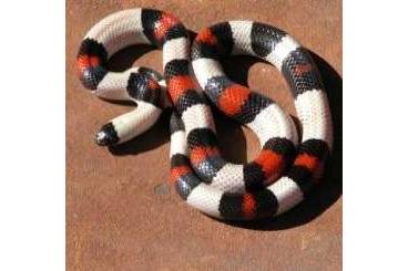 Colubrids kaufen und verkaufen Photo: lampropeltis polyzona ex campbelli sockhead