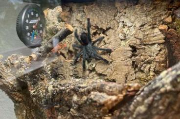 - bird spiders kaufen und verkaufen Photo: Verkaufe meine Avicularia Metallica inkl. Terrarium