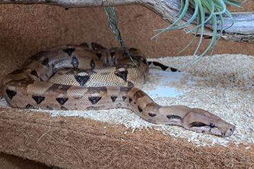 Boas kaufen und verkaufen Foto: 0.1 Blood 66% het. Albino (Kahl) / Anery DNZ2020 Boas kaufen und verkaufen Foto: 0.1 Blood 66% het. Albino (Kahl) / Anery DNZ2020