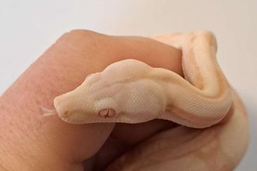 Boas kaufen und verkaufen Photo: 1.0 Albino Fire 100% het. Blood pos. Anery DNZ25