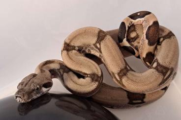 Boas kaufen und verkaufen Photo: 0.1 Fire 100% het. Blood pos. het. Albino / Anery DNZ25