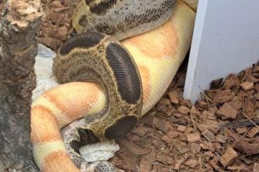 Boas kaufen und verkaufen Foto: 1.0 Breeder Fire Motley 100%het. Albino Kahl Boa Constrictor Boas kaufen und verkaufen Foto: 1.0 Breeder Fire Motley 100%het. Albino Kahl Boa Constrictor