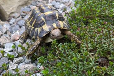 Landschildkröten kaufen und verkaufen Foto: griechische Landschildkröten abzugeben testudo hermanni