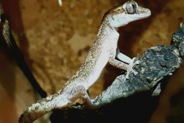Geckos kaufen und verkaufen Photo: Großkopfbodengecko (Paroedura vazimba)