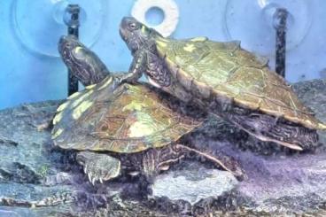 Schildkröten  kaufen und verkaufen Foto: 2 Höckerschildkröten in erfahrene Hände abzugeben 