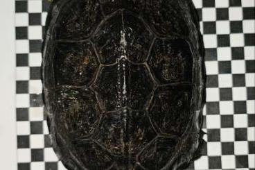Schildkröten  kaufen und verkaufen Foto: houten/hamm/ all europe         