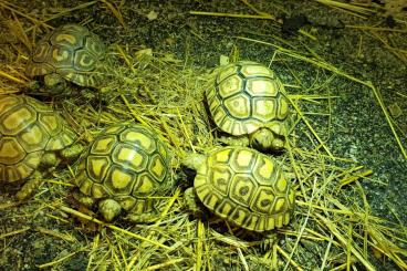 Landschildkröten kaufen und verkaufen Foto: Pantherschildkröten NZ25 Landschildkröten kaufen und verkaufen Foto: Pantherschildkröten NZ25
