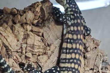 Echsen kaufen und verkaufen Foto: Varanus glauerti NZ25 Echsen kaufen und verkaufen Foto: Varanus glauerti NZ25