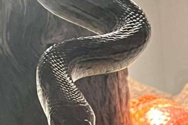 Snakes kaufen und verkaufen Photo: Kornnatter - Natter - Schlange