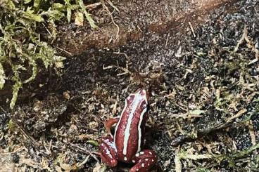 Pfeilgiftfrösche kaufen und verkaufen Foto: Epipedobates anthonyi Pfeilgiftfrosch Pfeilgiftfrösche kaufen und verkaufen Foto: Epipedobates anthonyi Pfeilgiftfrosch