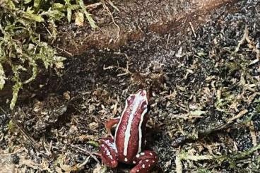 Poison dart frogs kaufen und verkaufen Photo: Epipedobates anthonyi Pfeilgiftfrosch 