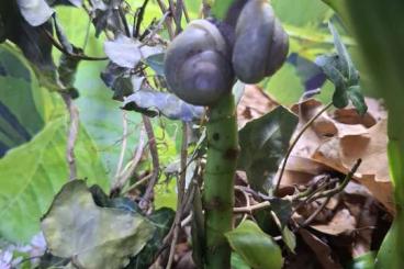 Schnecken kaufen und verkaufen Foto: Terrarium Schnecken Pleurodonte Isabella Barbados