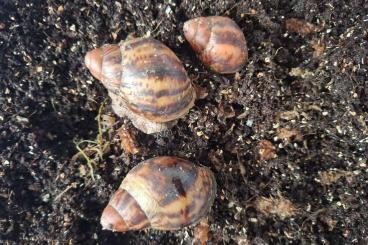 Mollusca kaufen und verkaufen Photo: Archachatina Suturalis Achatschnecken Mollusca kaufen und verkaufen Photo: Archachatina Suturalis Achatschnecken
