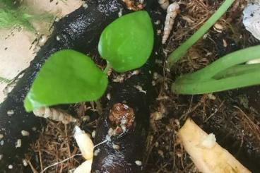 Mollusca kaufen und verkaufen Photo: Zuchtansatz Boden Putztrupp Subulina Octona Mollusca kaufen und verkaufen Photo: Zuchtansatz Boden Putztrupp Subulina Octona