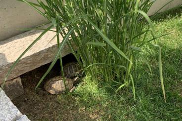 Tortoises kaufen und verkaufen Photo: Griechische Landschildkröte testudo hermanni