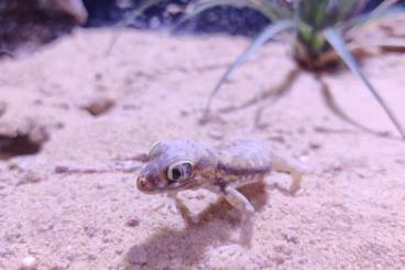 Geckos kaufen und verkaufen Photo: Stenodactylus petrii plus Zubehör 