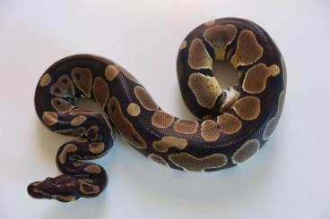 Ball Pythons kaufen und verkaufen Photo: Königspython / Python Regius / 66% het. Piebald / DNZ 2021 / 2x 0.1