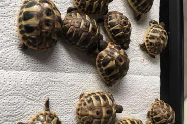Tortoises kaufen und verkaufen Photo: Zuckersüße Griechen (testudo hermanni)