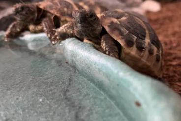 Landschildkröten kaufen und verkaufen Foto: Zuckersüße griechische Landschildkröten 