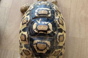 Tortoises kaufen und verkaufen Photo: Pantherschildkröte von 2018