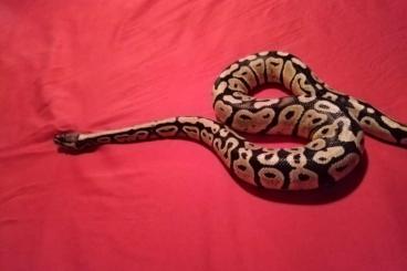 Ball Pythons kaufen und verkaufen Photo: leider muss ich mich von meinen babys trennen