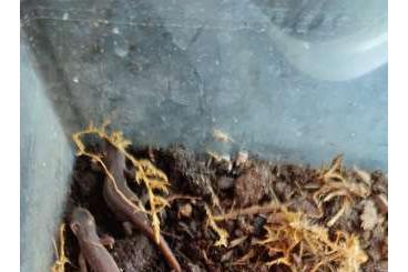 Molche kaufen und verkaufen Foto: 12x Ommatotriton Ophryticus Bandmolche Molche kaufen und verkaufen Foto: 12x Ommatotriton Ophryticus Bandmolche
