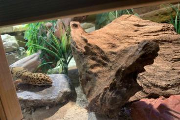 Geckos kaufen und verkaufen Foto: 2 Leopardgeckos mit Terrarium 150cm